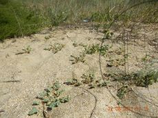 Euphorbia-peplis_ценопопуляция